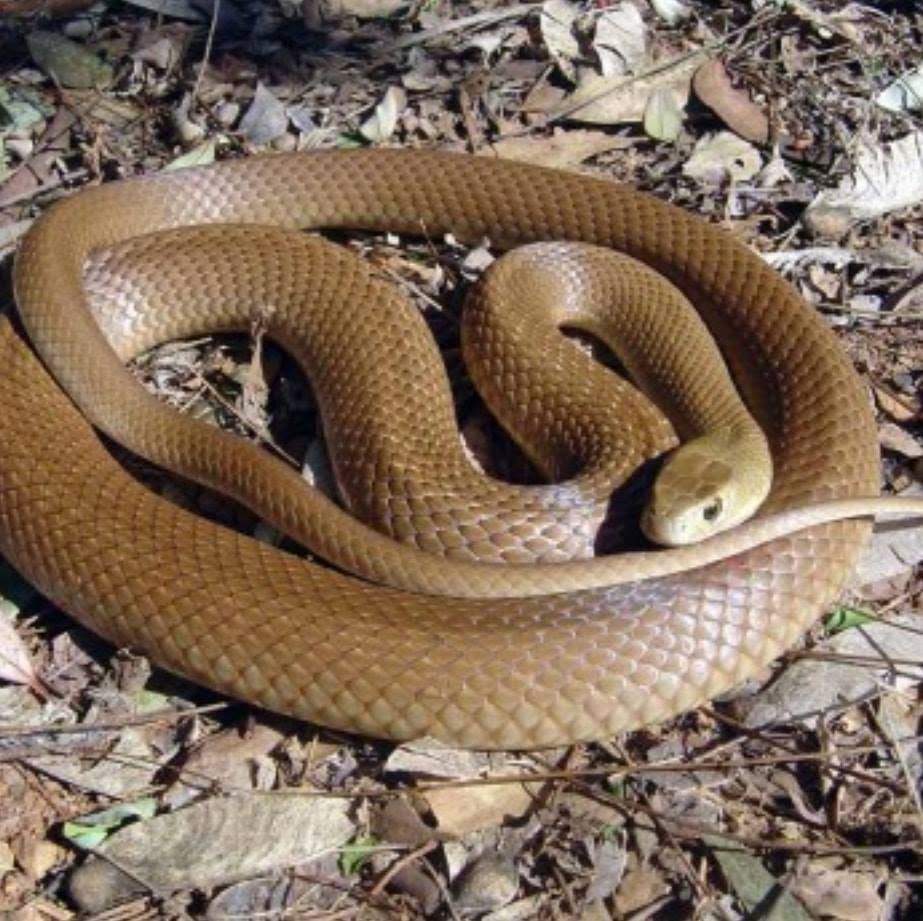 Eastern brown snake coiled, safely relocated by Bayside Snake Catcher